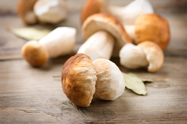 Bienfaits et inconvénients des cèpes