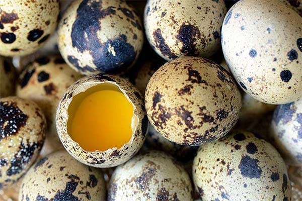 Bienfaits des œufs de caille pendant la grossesse