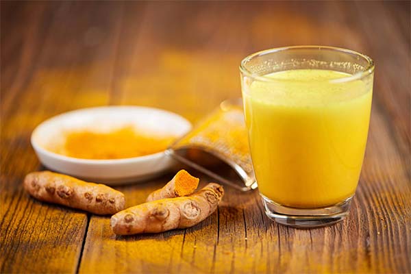 Utilisation du lait doré en médecine traditionnelle