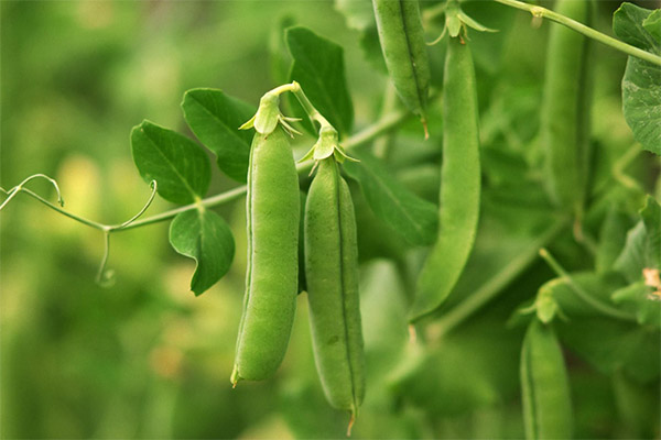 Inconvénients et contre-indications des pois verts