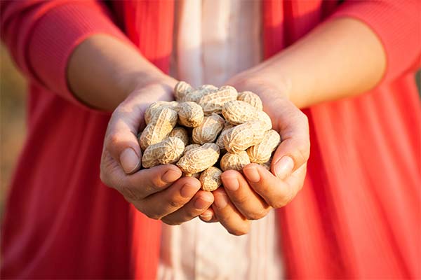 Les cacahuètes pendant la grossesse