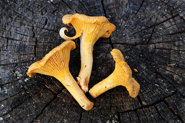 Les champignons chanterelles en cosmétologie