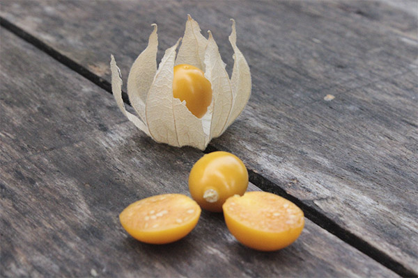 Faits intéressants sur le physalis