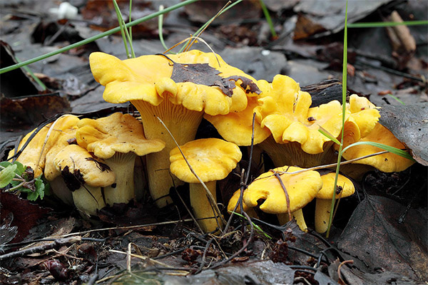 Faits intéressants sur les champignons chanterelles