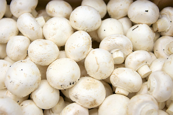 Faits intéressants sur les champignons de Paris