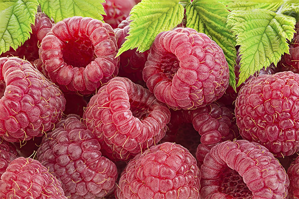 Himbeere in der Medizin