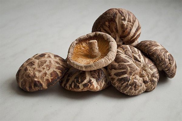 Kann man Shiitake roh essen?