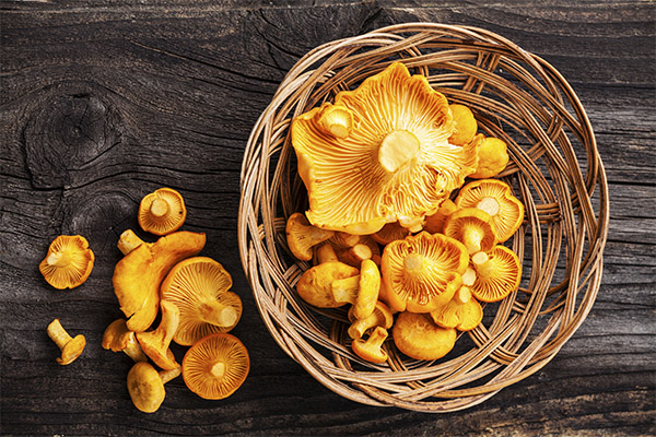 Les chanterelles sont-elles autorisées pour les femmes enceintes et allaitantes ?