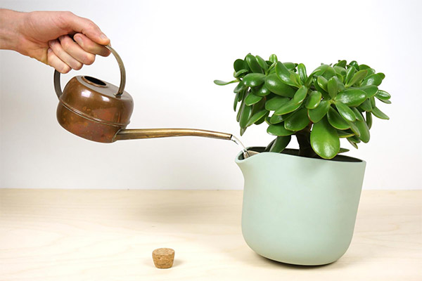 Peut-on arroser les fleurs avec de l'eau bouillie ?