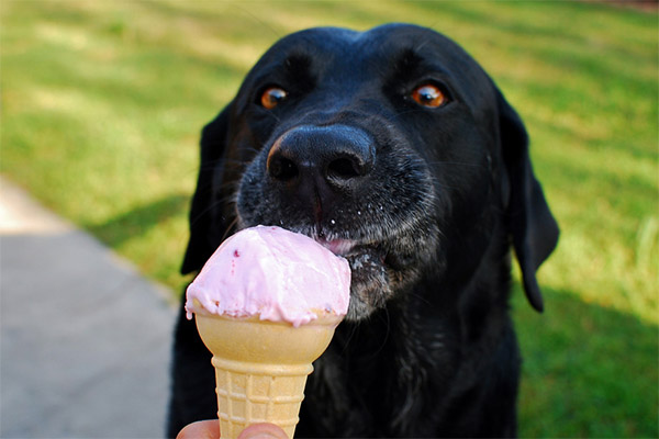 Peut-on donner de la glace aux animaux ?