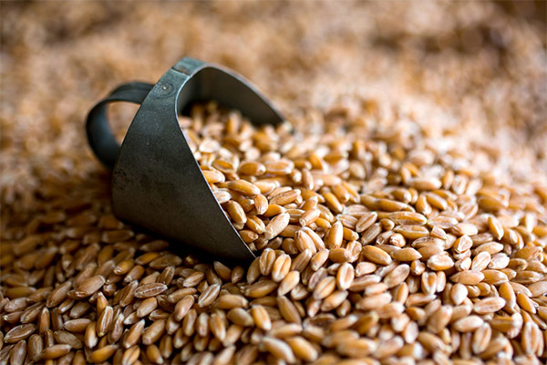 Dinkel in der Medizin