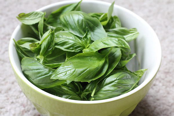 Propriétés bénéfiques du basilic
