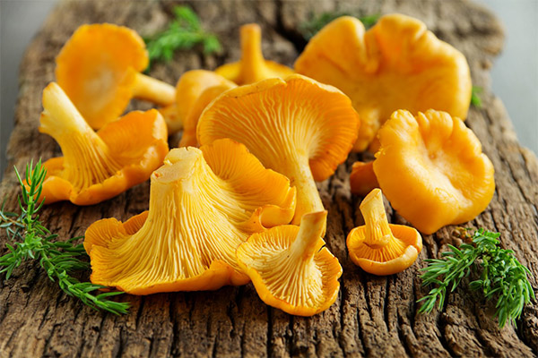 Bienfaits et inconvénients des chanterelles