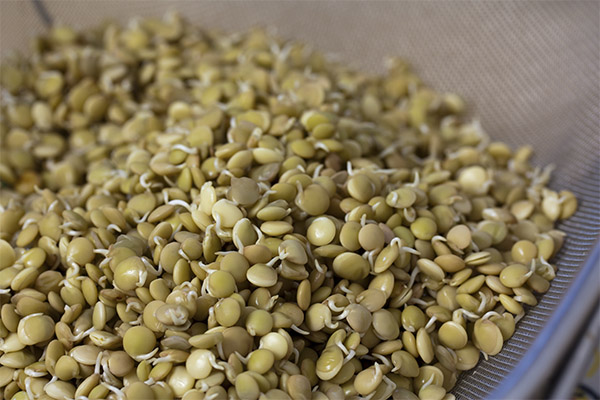 Bienfaits et méfaits des lentilles germées