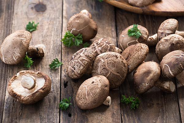 Nutzen und Schaden von Shiitake