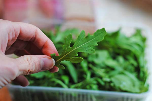 Bienfaits de la roquette pendant l'allaitement