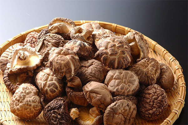 Anwendung von Shiitake in der Medizin