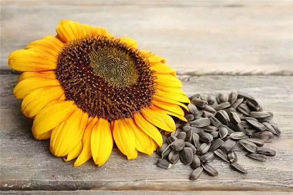 Schaden und Gegenanzeigen von Sonnenblumenkernen