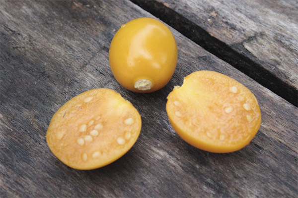 Le physalis en médecine