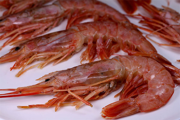Faits intéressants sur les crevettes