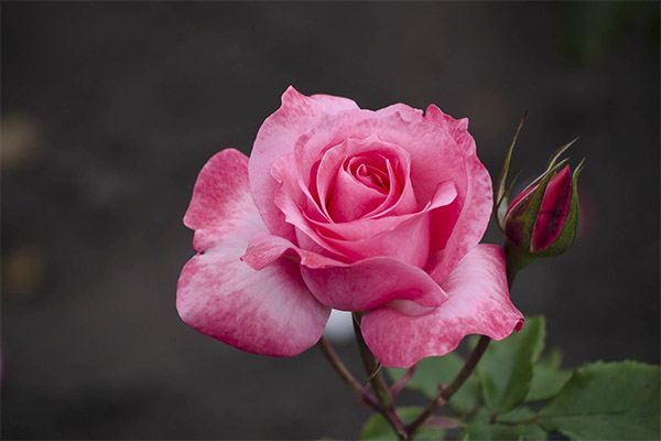 Faits intéressants sur les roses