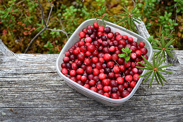 Comment récolter les airelles pour la confiture