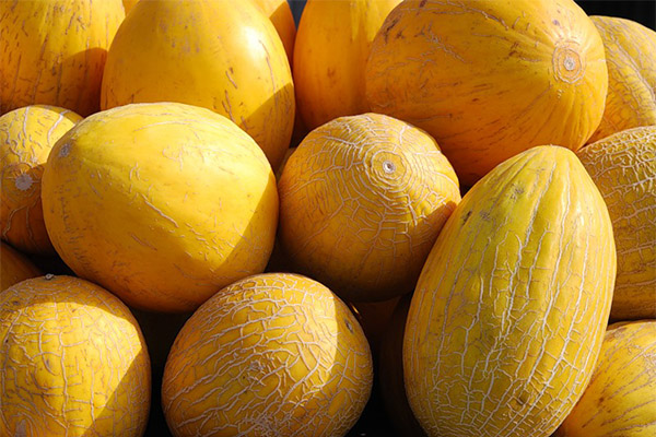 Wie man Melone auswählt und lagert