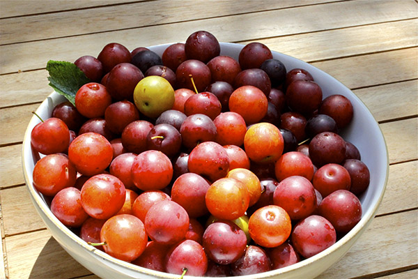 Comment choisir les prunes cerises pour la confiture
