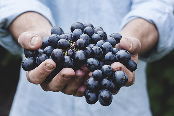 Comment choisir le raisin pour la confiture