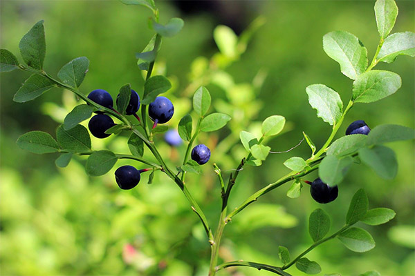 Propriétés médicinales des feuilles de myrtille