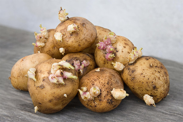 Heilende Eigenschaften von Kartoffeltrieben