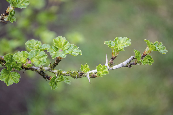 Propriétés bénéfiques des feuilles de groseillier à maquereau