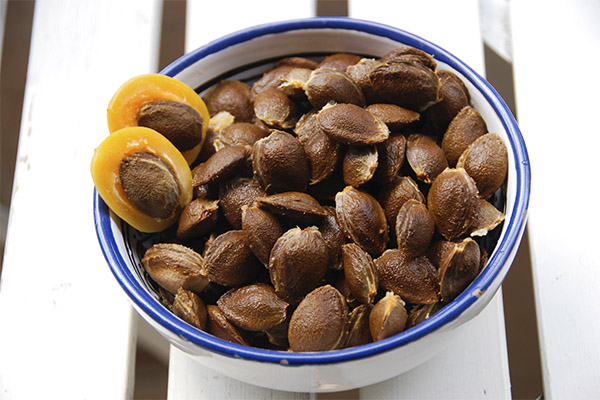 Nutzen und Schaden von Aprikosenkernen