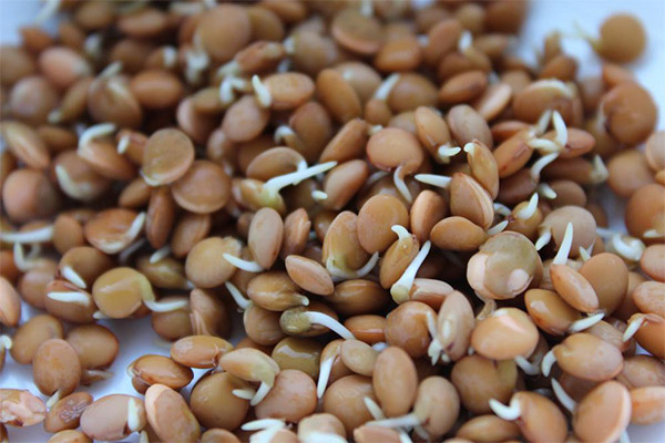 Bienfaits et méfaits des lentilles germées