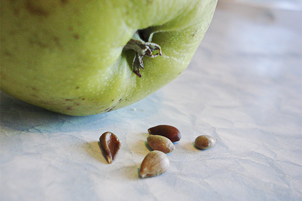 Nutzen und Schaden von Apfelkernen