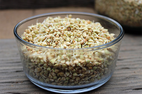 Nutzen von gekeimtem grünem Buchweizen