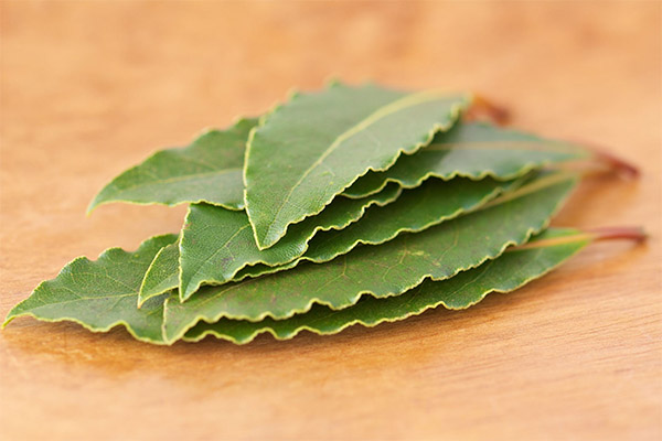 Recettes de médecine traditionnelle à base de feuille de laurier