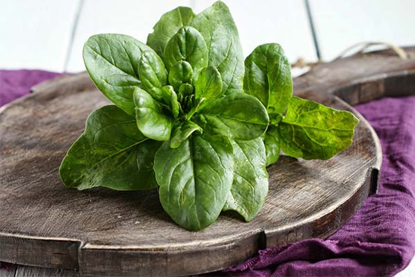 Rezepte mit Spinat