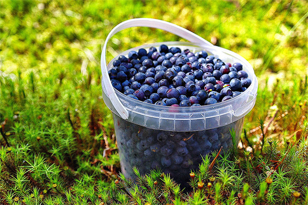 Récolte et conservation de la myrtille