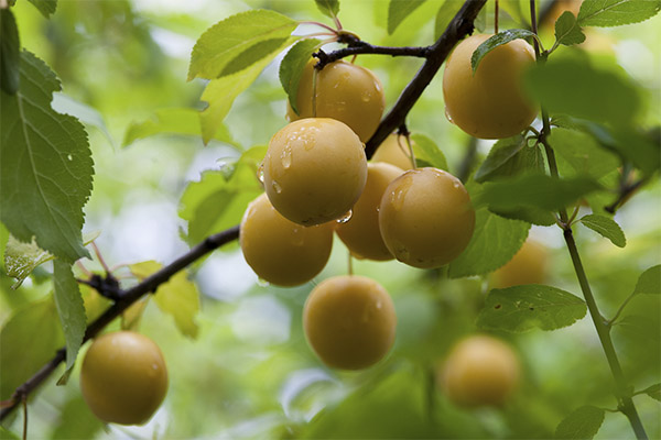 La prune cerise en médecine
