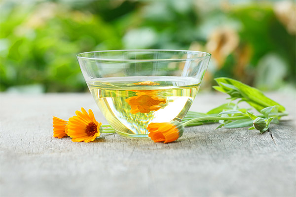 La tisane de calendula en médecine