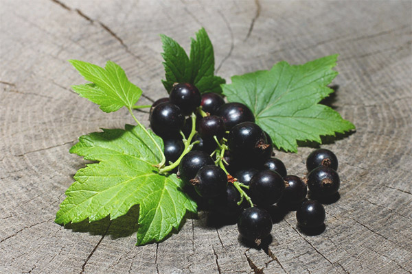 En quoi les feuilles de cassis sont-elles bénéfiques ?