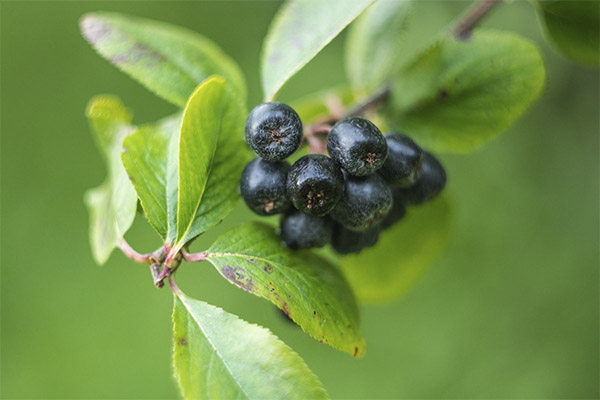 L'aronia noire en médecine