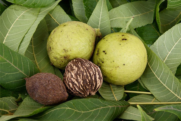 Schwarze Walnuss in der Medizin