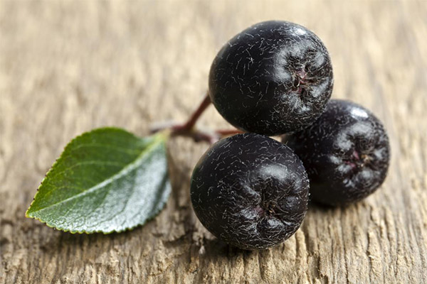 Faits intéressants sur l'aronia noire