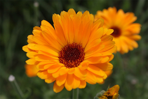 Faits intéressants sur le calendula