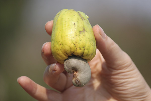 Interessante Fakten über Cashewnüsse