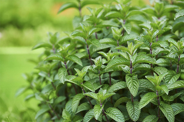 Faits intéressants sur la menthe