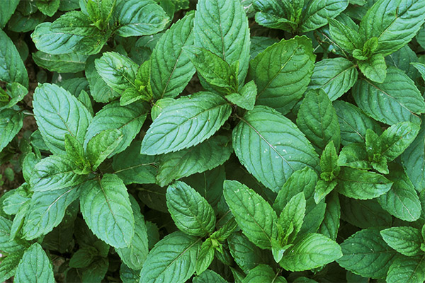 Faits intéressants sur la menthe