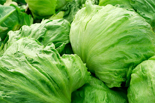 Faits intéressants sur la salade iceberg